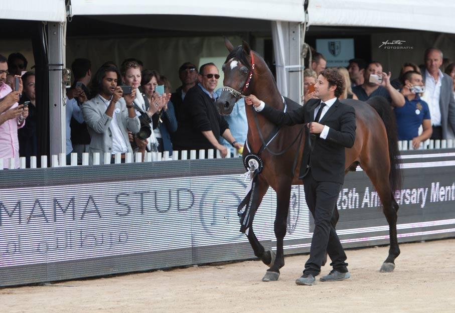 Menton - Championnat du pur-sang arabe 2017