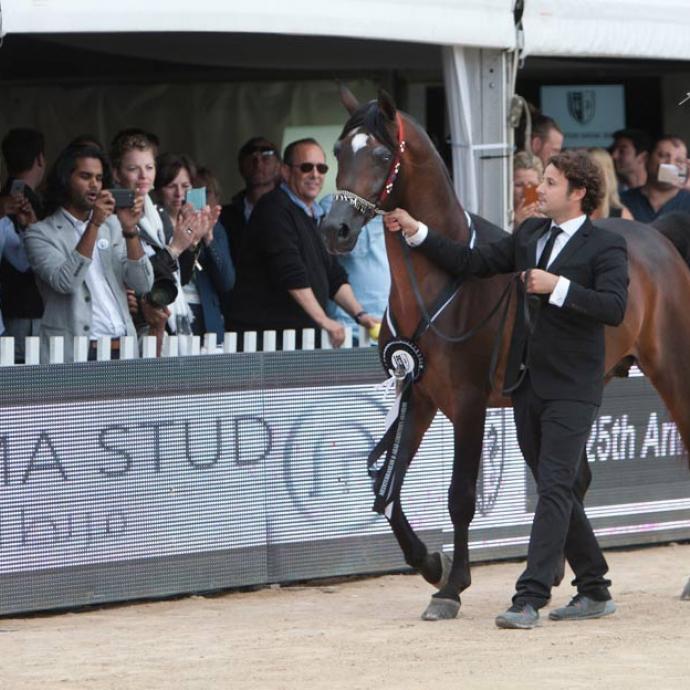 Menton - Championnat du pur-sang arabe 2017