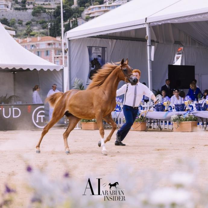 Championnat pur-sang Arabe 2019 à Menton
