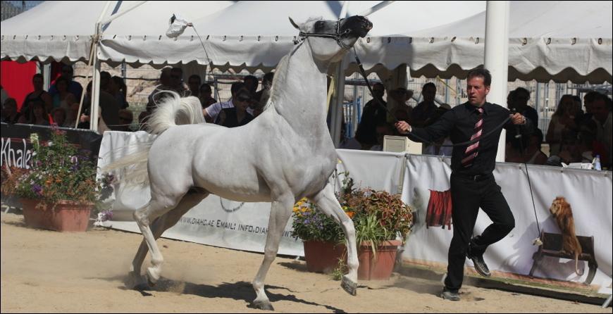 Menton : Arabian  Horse World Championships, 2018